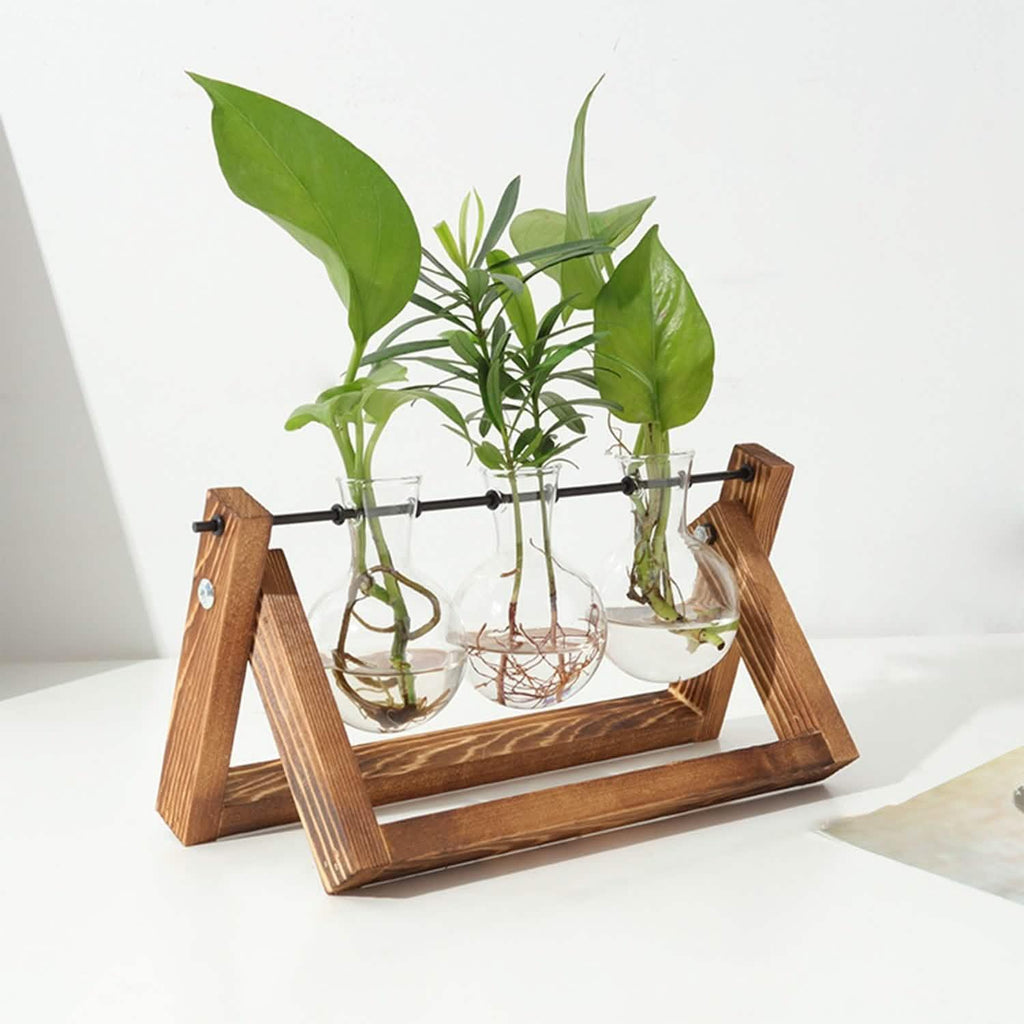 Plant Terrarium with three glass test tubes and wooden stand, showcasing indoor plants.