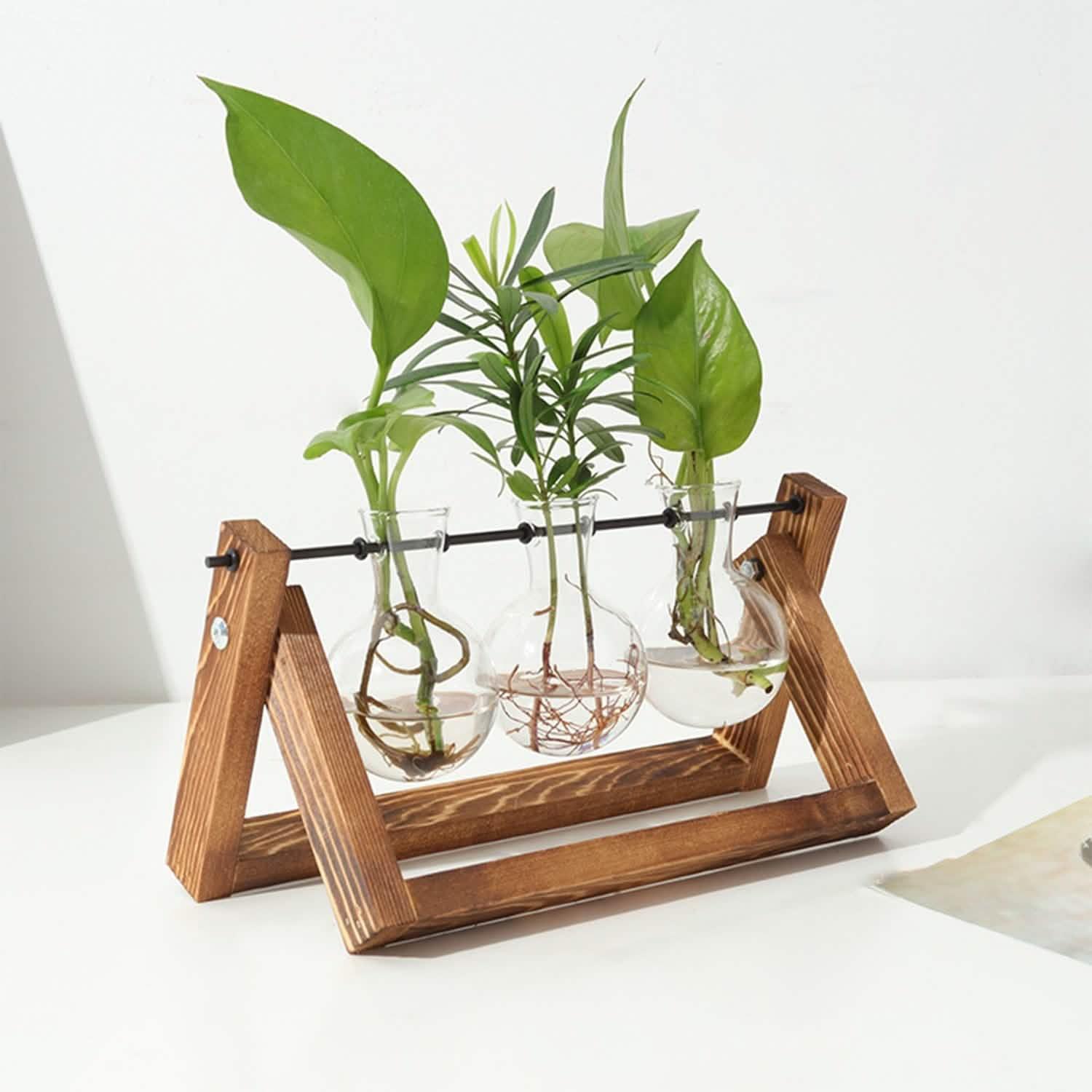 Plant Terrarium with three glass test tubes and wooden stand, showcasing indoor plants.